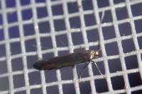 Coleophora alcyonipennella