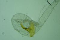 Coleophora alcyonipennella