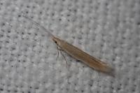 Coleophora glaucicolella