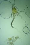 Coleophora glaucicolella