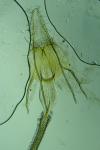 Coleophora glaucicolella