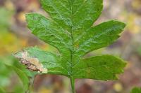 Stigmella hybnerella