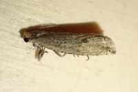 Bactra lancealana