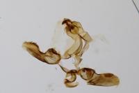 Bactra lancealana