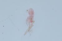 Acrolepiopsis assectella