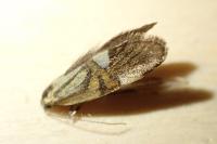 Alabonia geoffrella