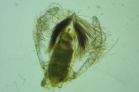 Stomopteryx