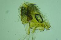 Stomopteryx