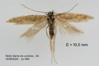 Ephysteris insulella