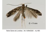 Parornix torquillella