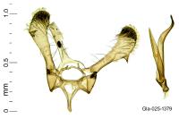 Parornix torquillella