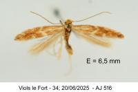 Phyllonorycter triflorella
