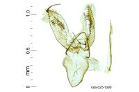 Phyllonorycter triflorella