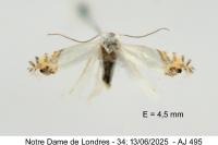 Leucoptera aceris