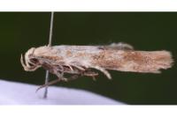 Mompha epilobiella