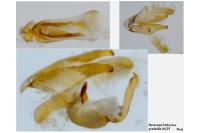 Mompha epilobiella