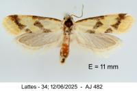 Aethes bilbaensis