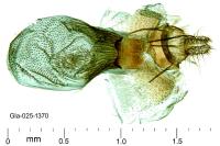 Aethes bilbaensis