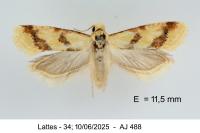 Aethes bilbaensis