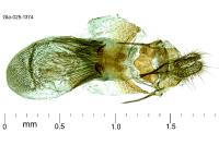 Aethes bilbaensis