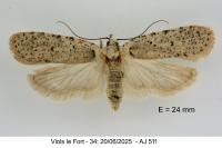 Agonopterix thapsiella