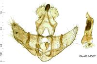 Agonopterix thapsiella