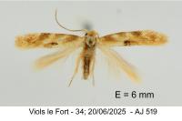 Bucculatrix ulmella