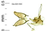 Bucculatrix ulmella