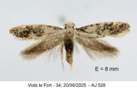 Infurcitinea parentii
