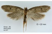 Agnoea langohri