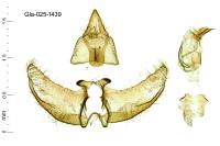Agnoea langohri