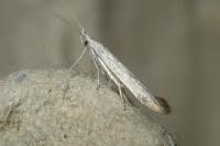 Coleophora albidella