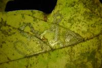 Stigmella aceris