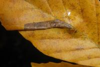 Phyllonorycter maestingella