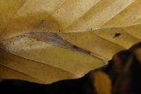Phyllonorycter maestingella