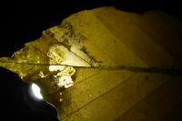 Stigmella hemargyrella