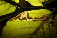 Stigmella hemargyrella