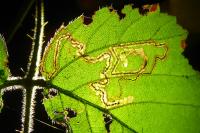 Stigmella aurella