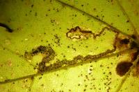 Stigmella aceris