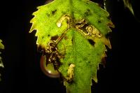 Stigmella betulicola
