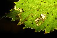 Stigmella betulicola