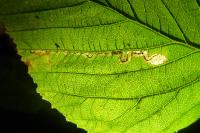 Stigmella aurella