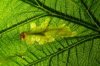 Coptotriche marginea