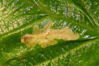 Coptotriche marginea