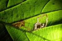 Stigmella floslactella