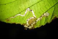 Stigmella floslactella