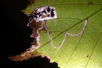 Stigmella microtheriella