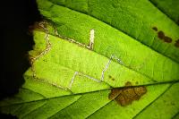 Stigmella microtheriella
