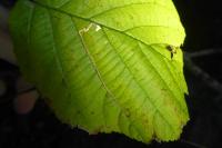 Stigmella microtheriella
