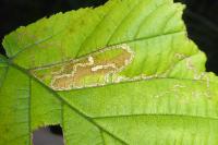 Stigmella microtheriella